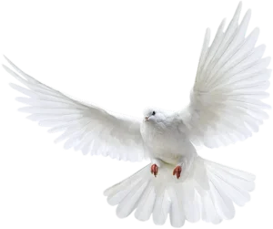 modarch m1 s1 img b 2